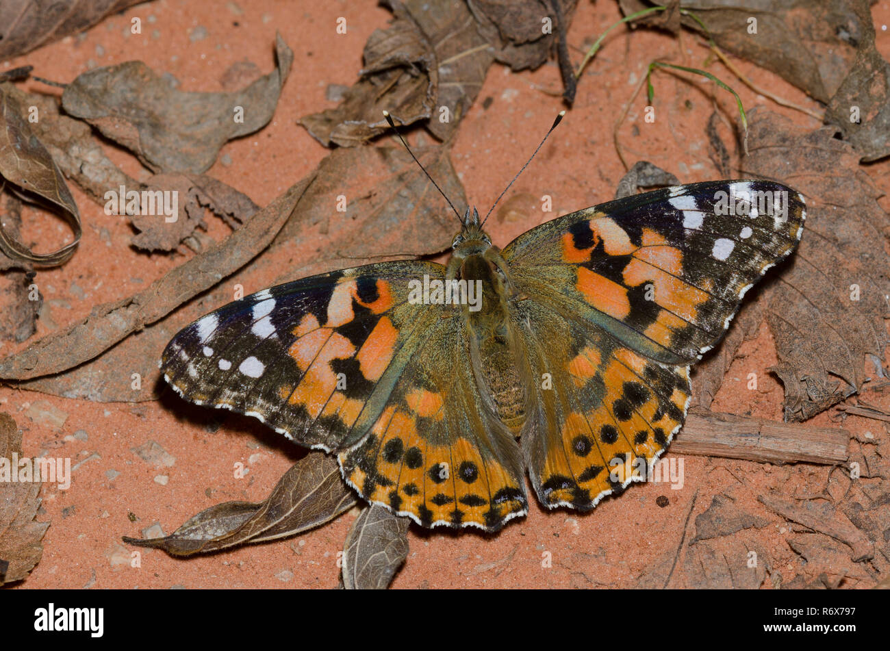 Vanessa cardui, la belle dame Banque D'Images