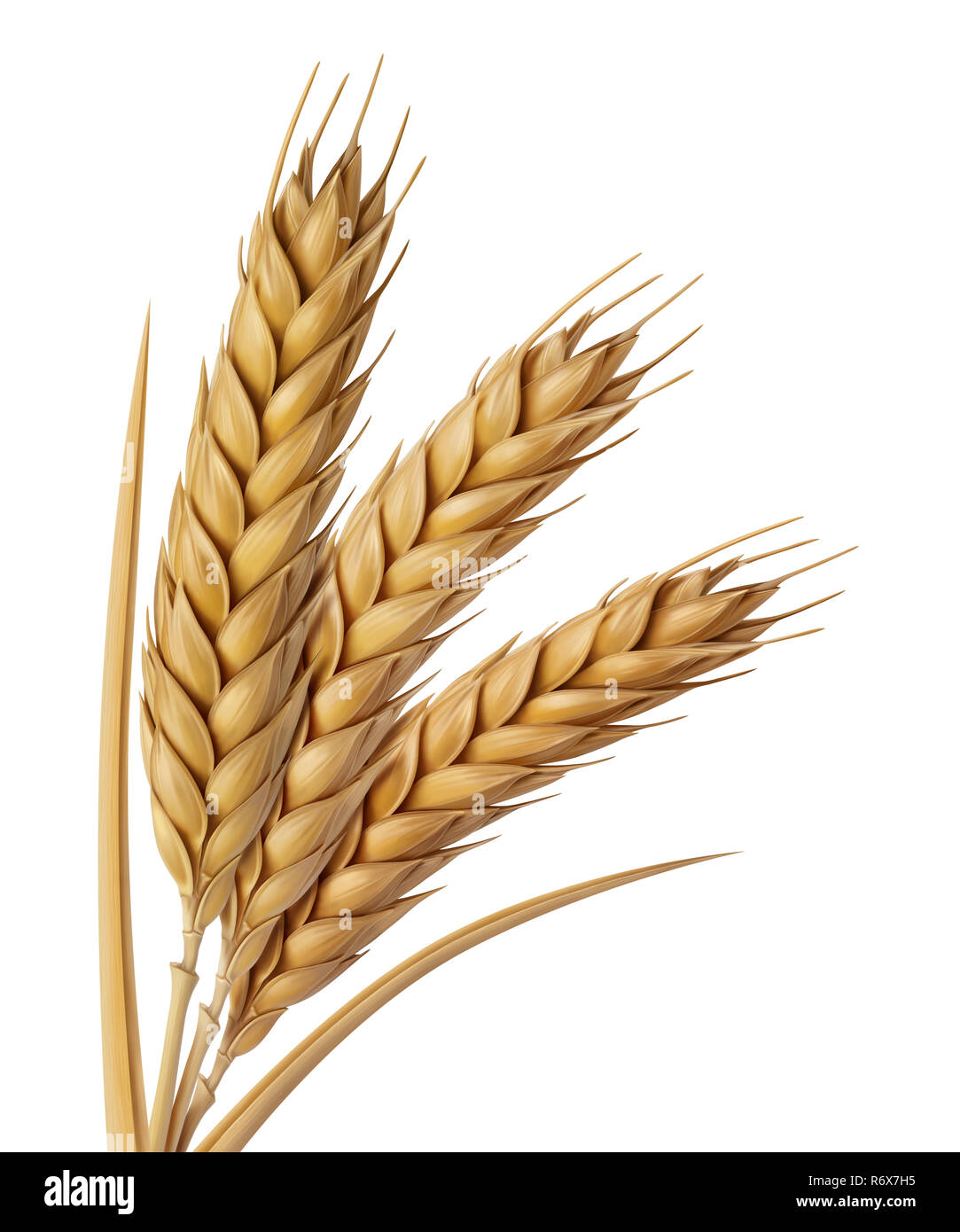 Tête de blé jaune illustration, peinture numérique Banque D'Images