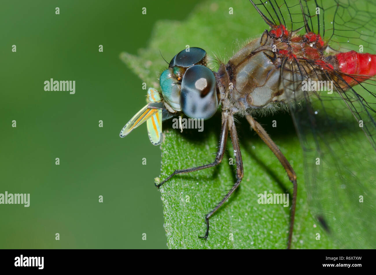 Blue-faced Meadowhawk, Sympetrum ambiguum, sur l'alimentation, la cicadelle de la famille Cicadellidae, proies Banque D'Images