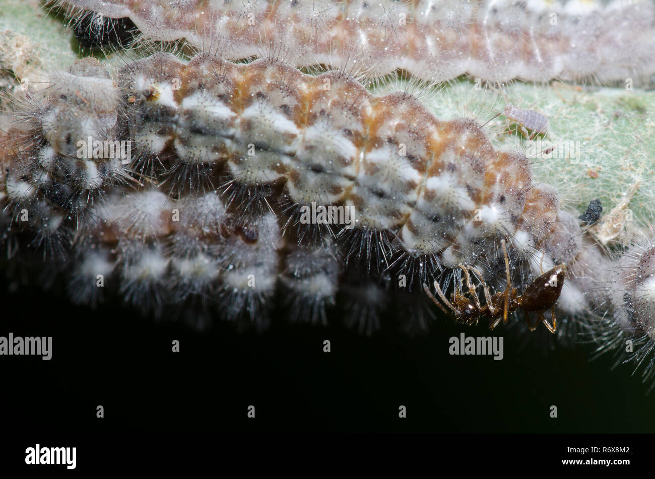 Exploitants, Feniseca tarquinius, les larves se nourrissent de pucerons, d'érable laineux Neoprociphilus aceris, avec tendance faux miel, Prenolepis imparis Ant Banque D'Images