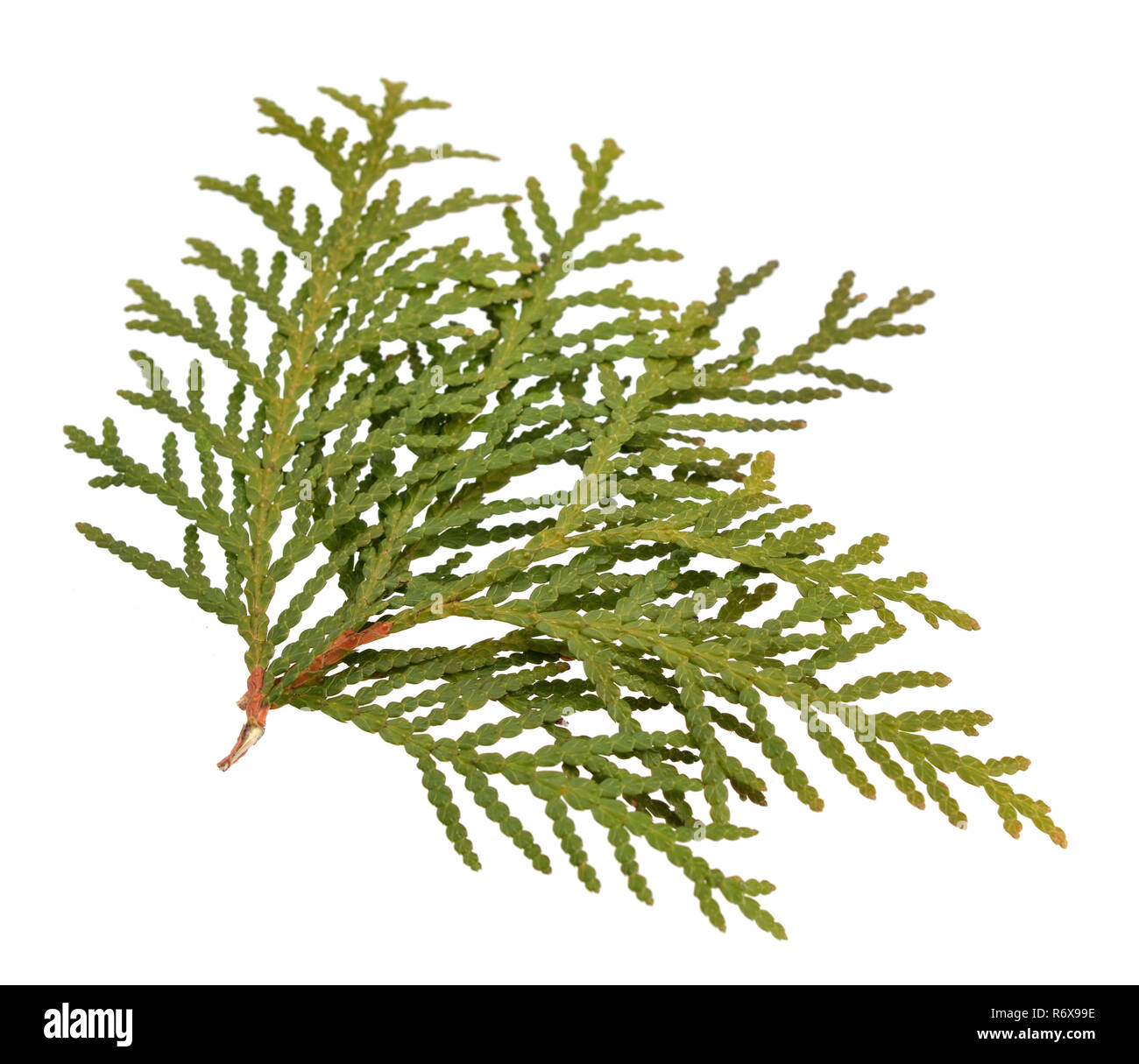 Feuillage Thuja isolés. Banque D'Images