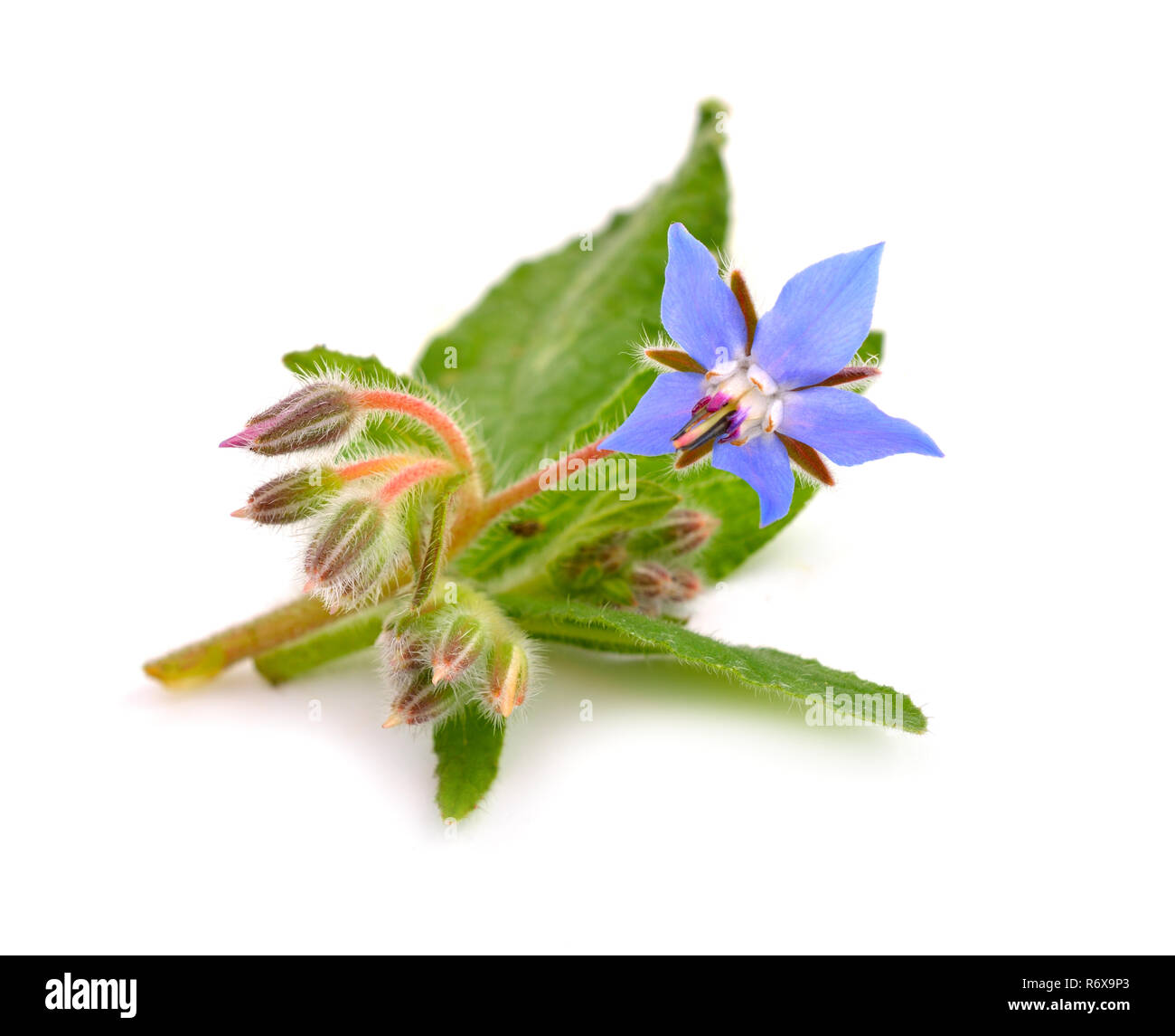 Fleurs de bourrache Banque D'Images