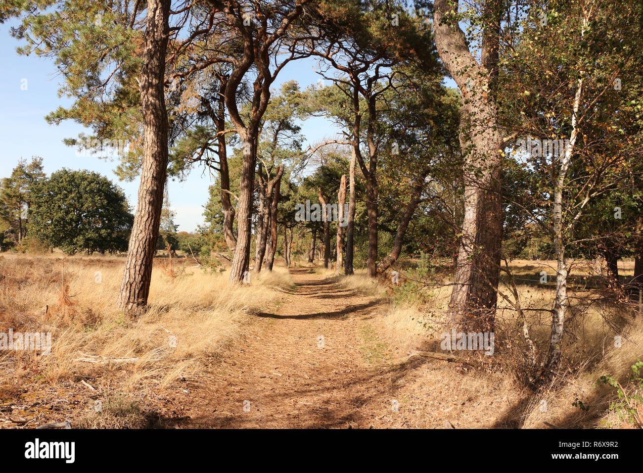 Die Strabrechtse Heide bei Heeze dans Nordbrabant en Hollande Banque D'Images