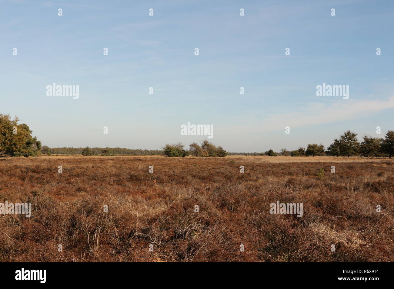 Die Strabrechtse Heide bei Heeze dans Nordbrabant en Hollande Banque D'Images