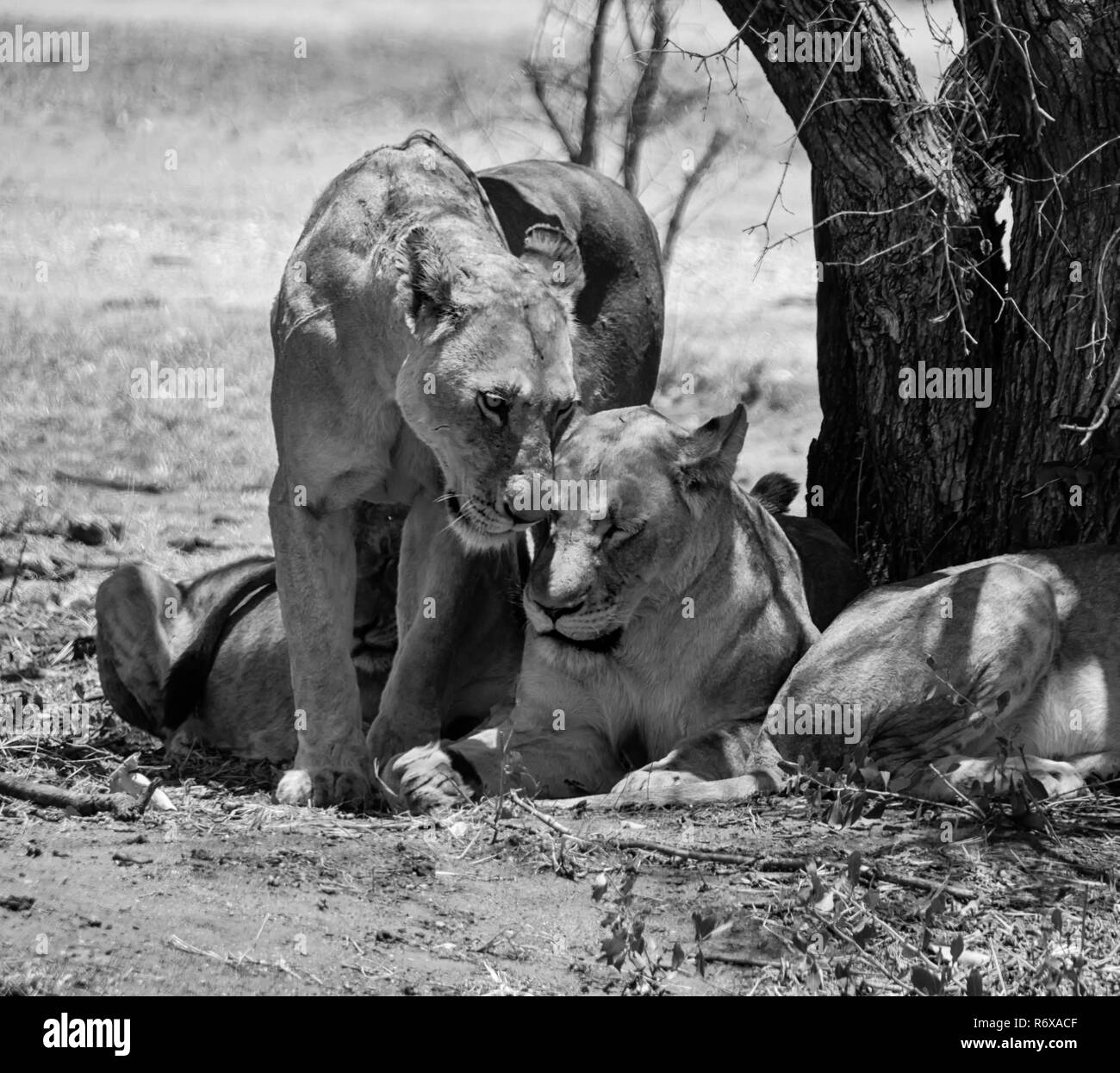 Les Lions de sexe féminin dans le sud de la savane africaine Banque D'Images