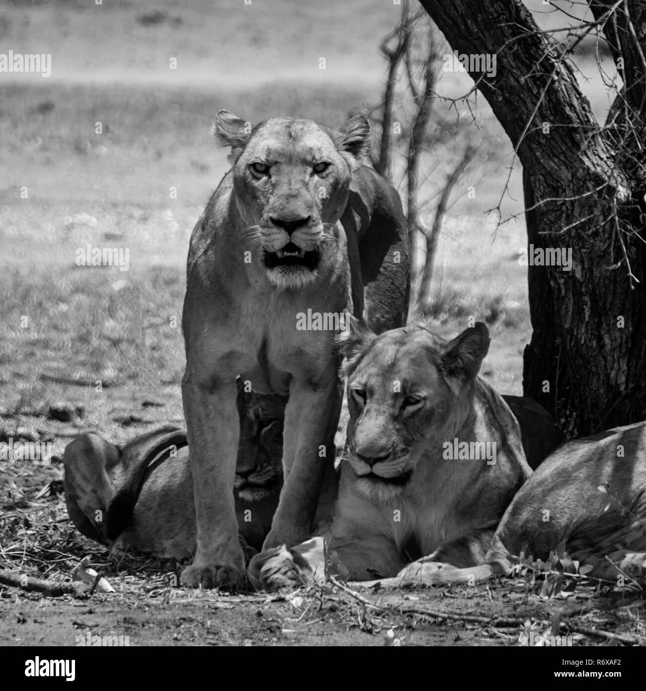 Les Lions de sexe féminin dans le sud de la savane africaine Banque D'Images