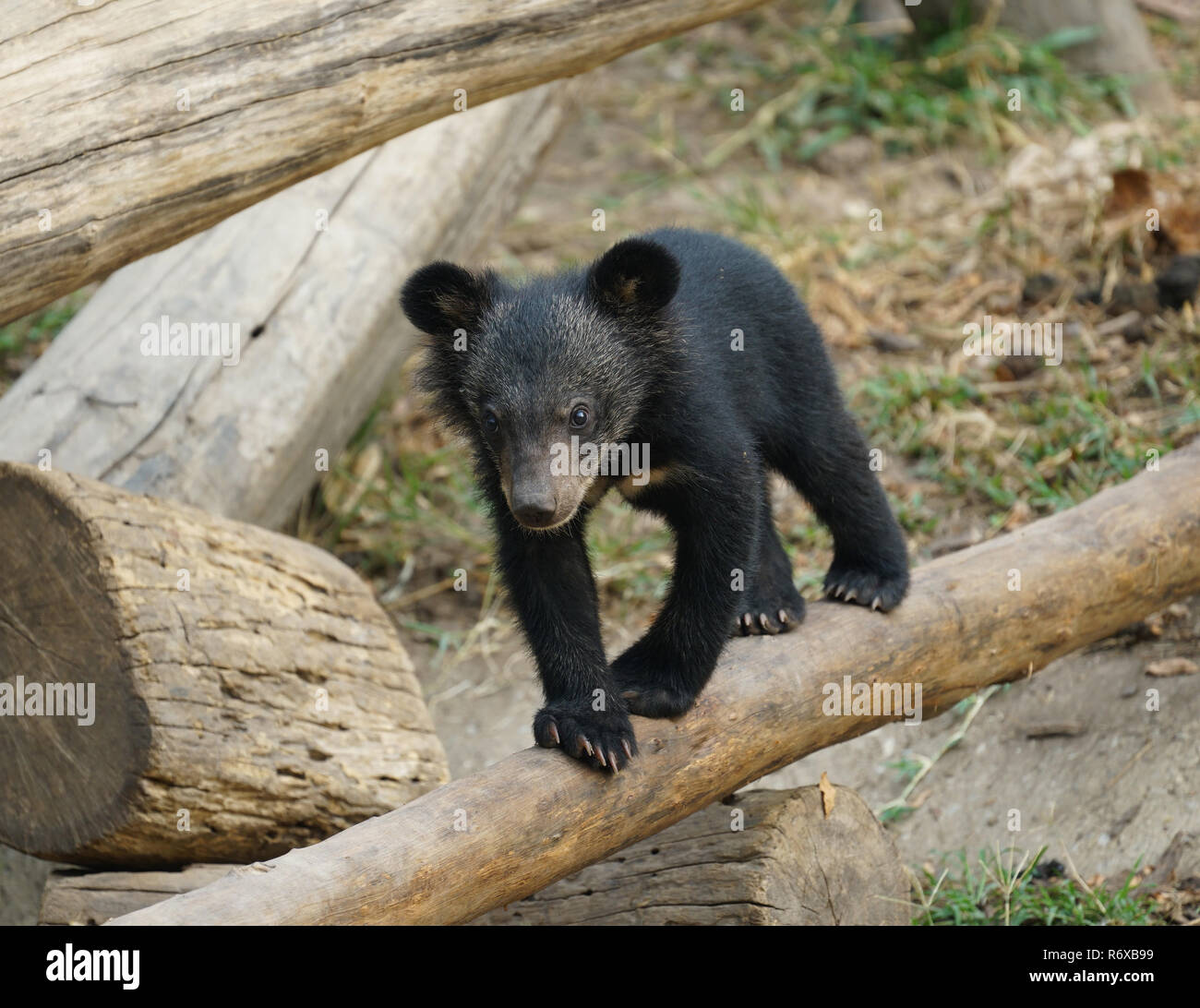 Les Jeunes Ours Noir D Asie Photo Stock Alamy