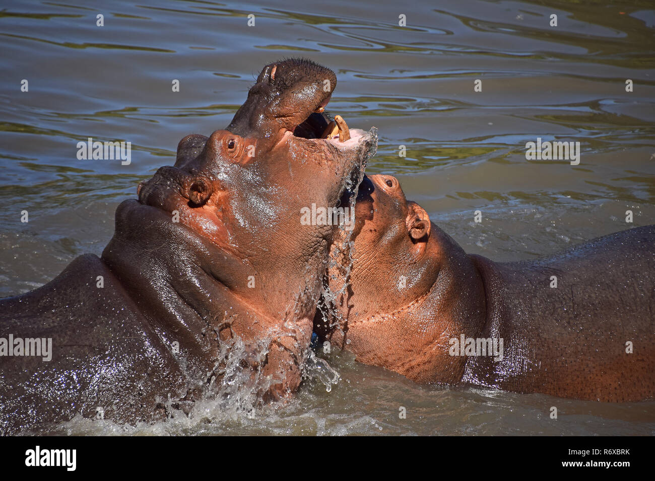 Couple d'hippopotames nager et jouer dans l'eau Banque D'Images