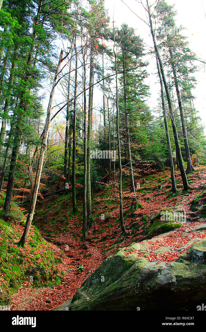 Paysage d'automne forêt de montagne avec des grosses pierres et cailloux Banque D'Images