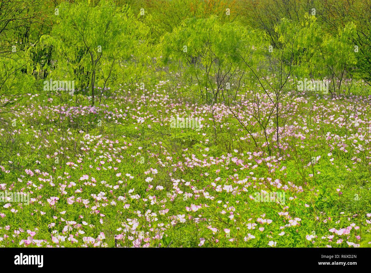 La floraison l'onagre (Oenothera speciosa) avec les mesquites, Kyle, Texas, États-Unis Banque D'Images
