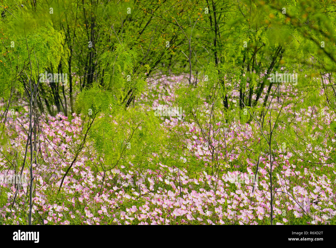 La floraison l'onagre (Oenothera speciosa) avec les mesquites, Kyle, Texas, États-Unis Banque D'Images
