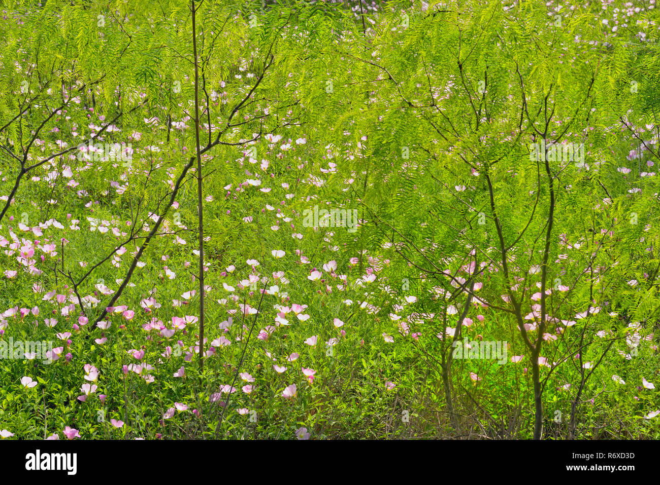 La floraison l'onagre (Oenothera speciosa) avec les mesquites, Kyle, Texas, États-Unis Banque D'Images