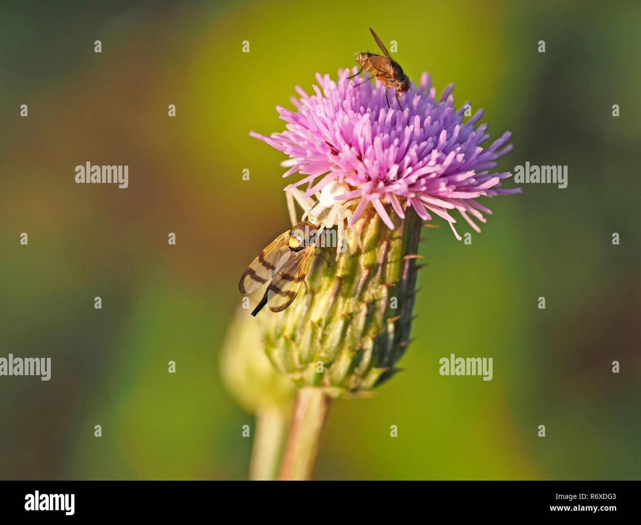 Petite araignée crabe blanc (Misumena vatia) avec photo-winged voler (Urophora jaceana) sur la tête de fleurs de centaurée maculée (Centaurea nigra) en Italie Banque D'Images