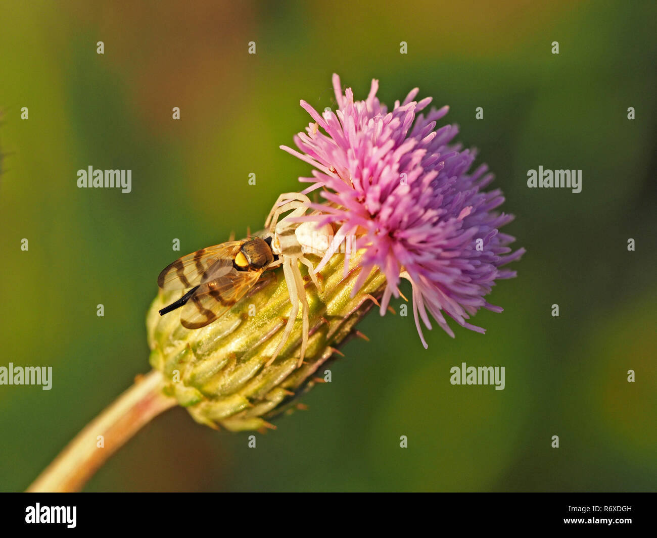 Petite araignée crabe blanc (Misumena vatia) avec photo-winged voler (Urophora jaceana) sur la tête de fleurs de centaurée maculée (Centaurea nigra) en Italie Banque D'Images