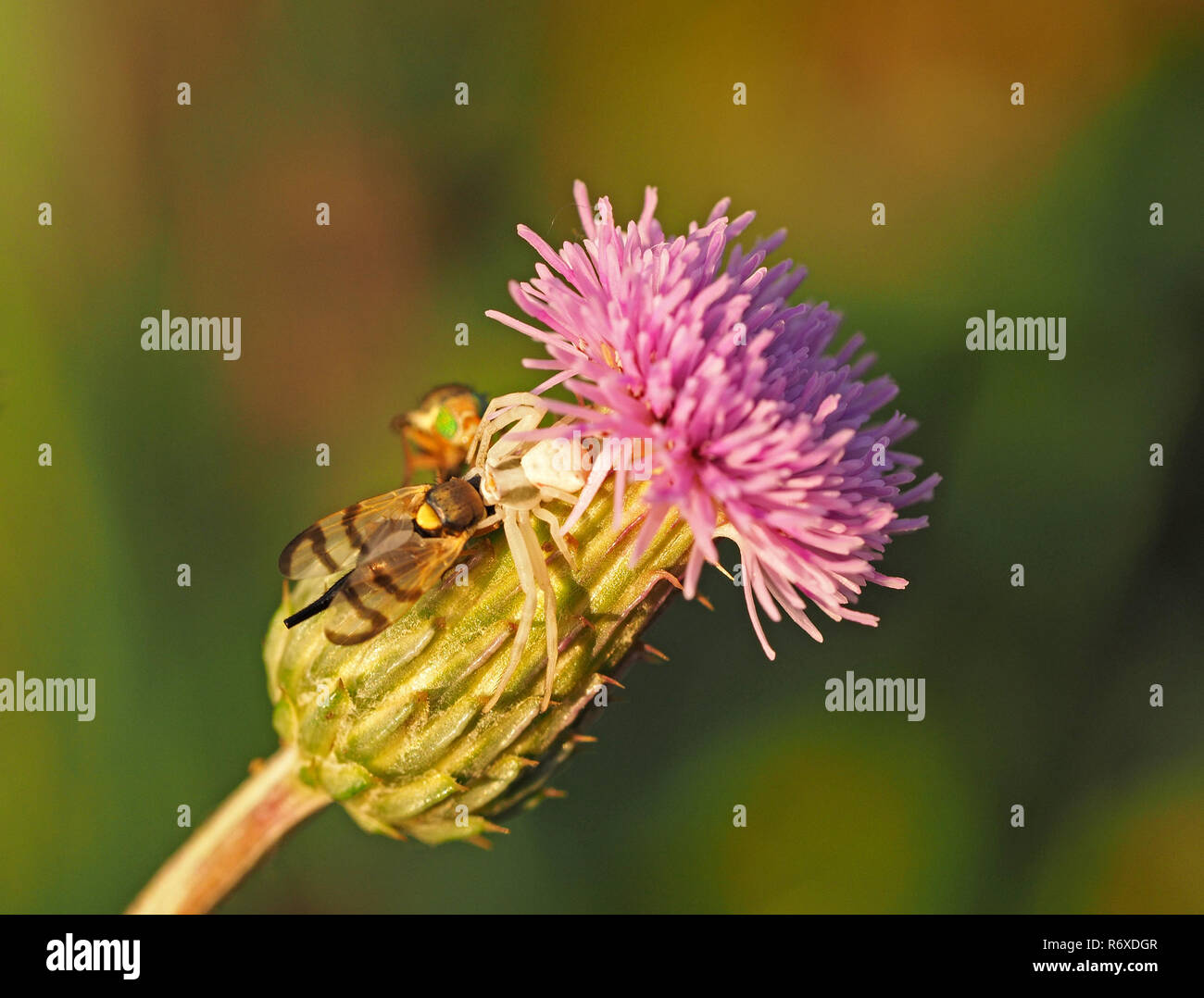 Petite araignée crabe blanc (Misumena vatia) avec photo-winged voler (Urophora jaceana) sur la tête de fleurs de centaurée maculée (Centaurea nigra) en Italie Banque D'Images