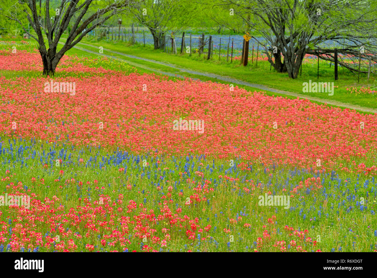 Fleurs sauvages du Texas en fleurs- pinceau et arbres au printemps, Somerset, New Jersey, USA Banque D'Images