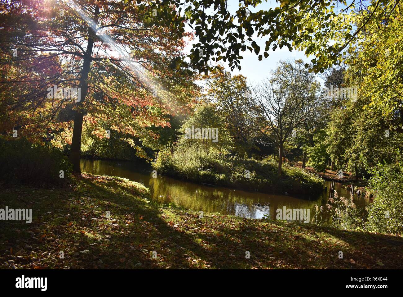 Beau paysage d'automne avec étang et arbres. Banque D'Images