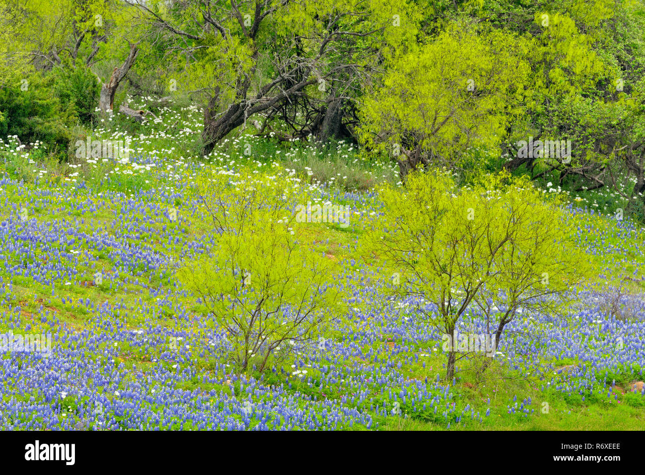 Bluebonnets et rochers autour de Coal Creek, à Willow City Loop, Gillespie County, Texas, USA Banque D'Images