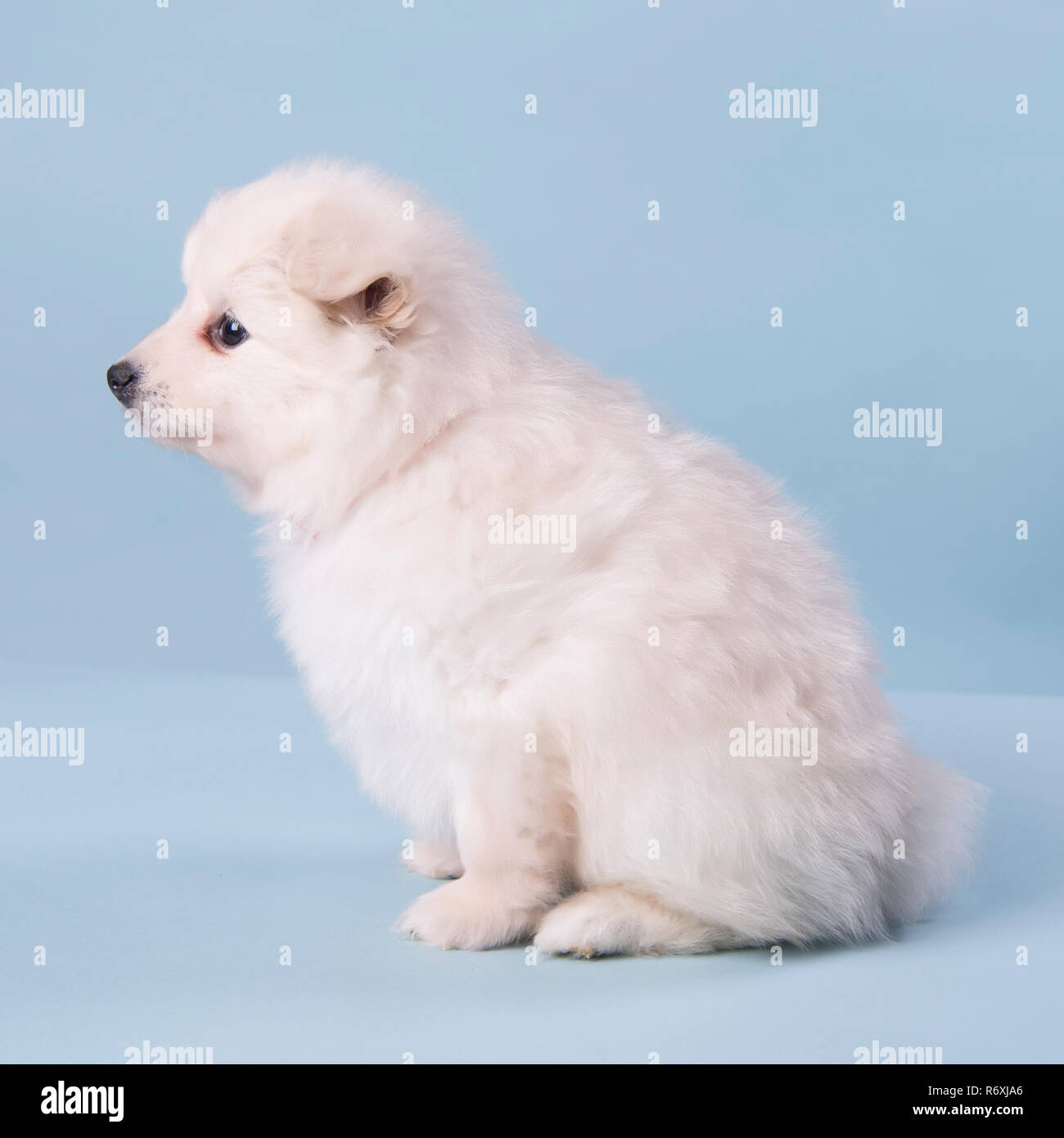 Chiot Pomeranian 6 semaines photographie mignon Banque D'Images