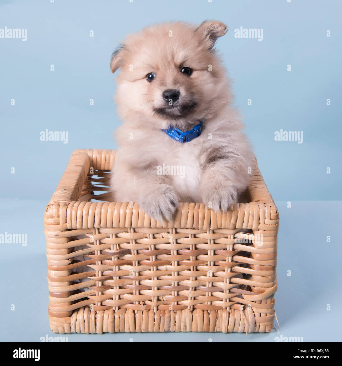 Chiot Pomeranian 6 semaines photographie mignon Banque D'Images