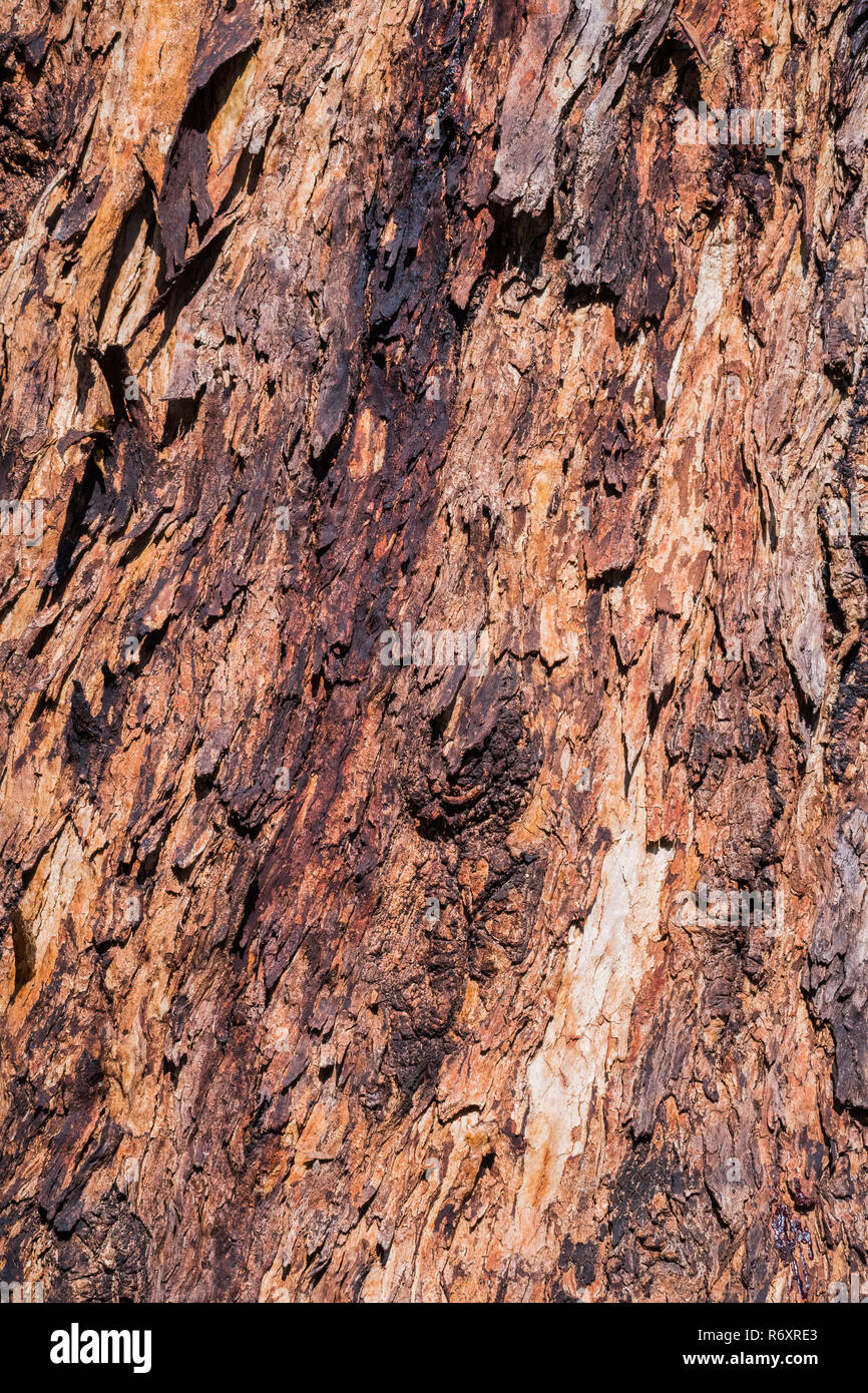 Colorés de près de l'écorce d'un arbre d'eucalyptus, Californie Banque D'Images