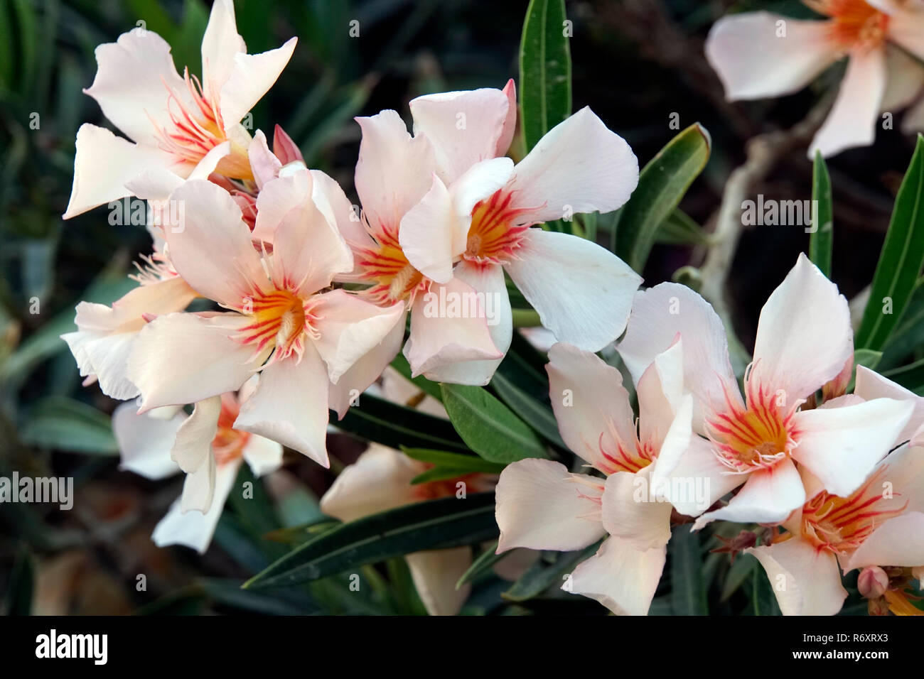 Laurier-rose (Nerium oleander), des hybrides de saumon Banque D'Images