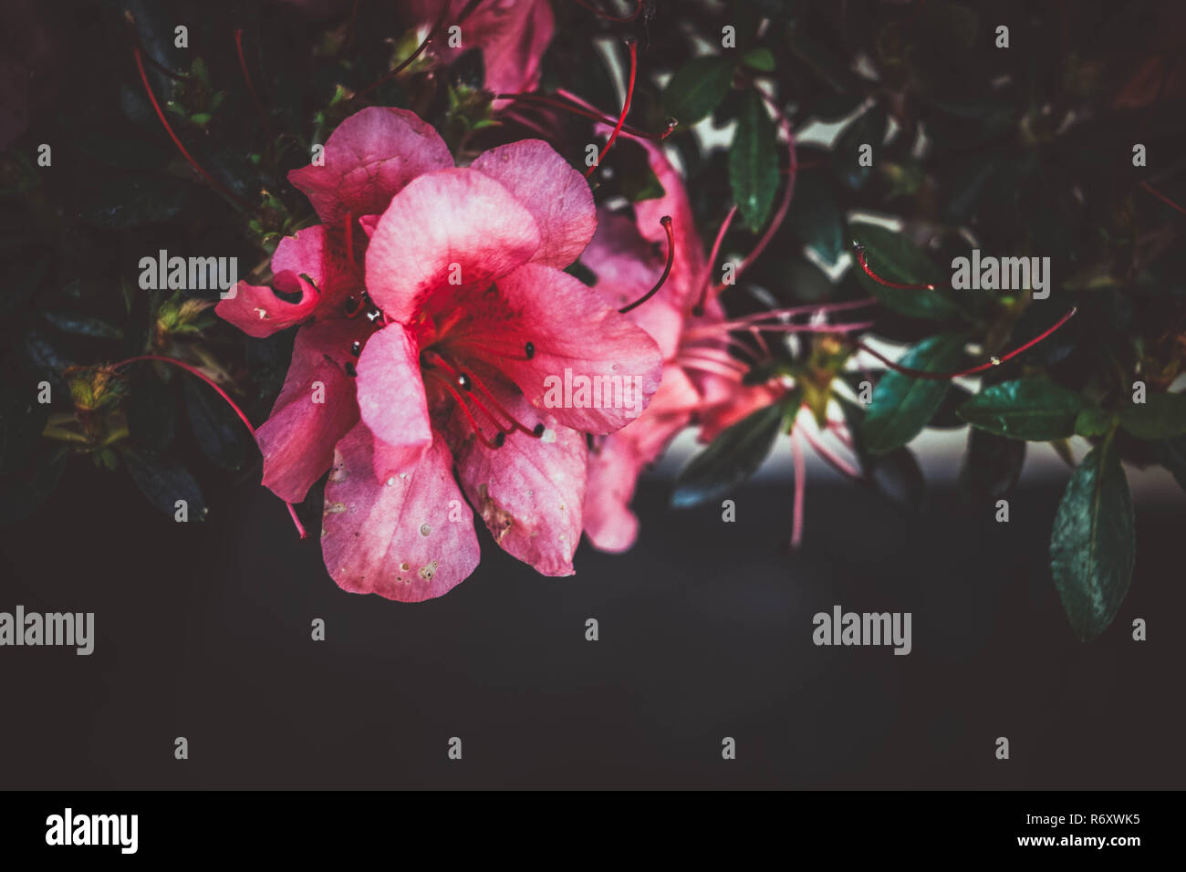 Une fleur azalée sur un arbre de bonzaies. Banque D'Images Une fleur azalée sur un arbre de bonzaies. Banque D'Images