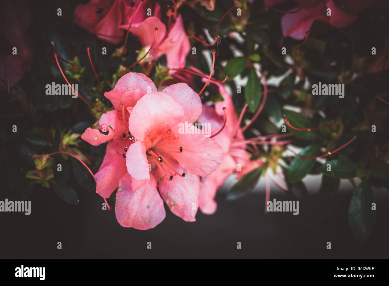 Une fleur azalée sur un arbre de bonzaies. Banque D'Images