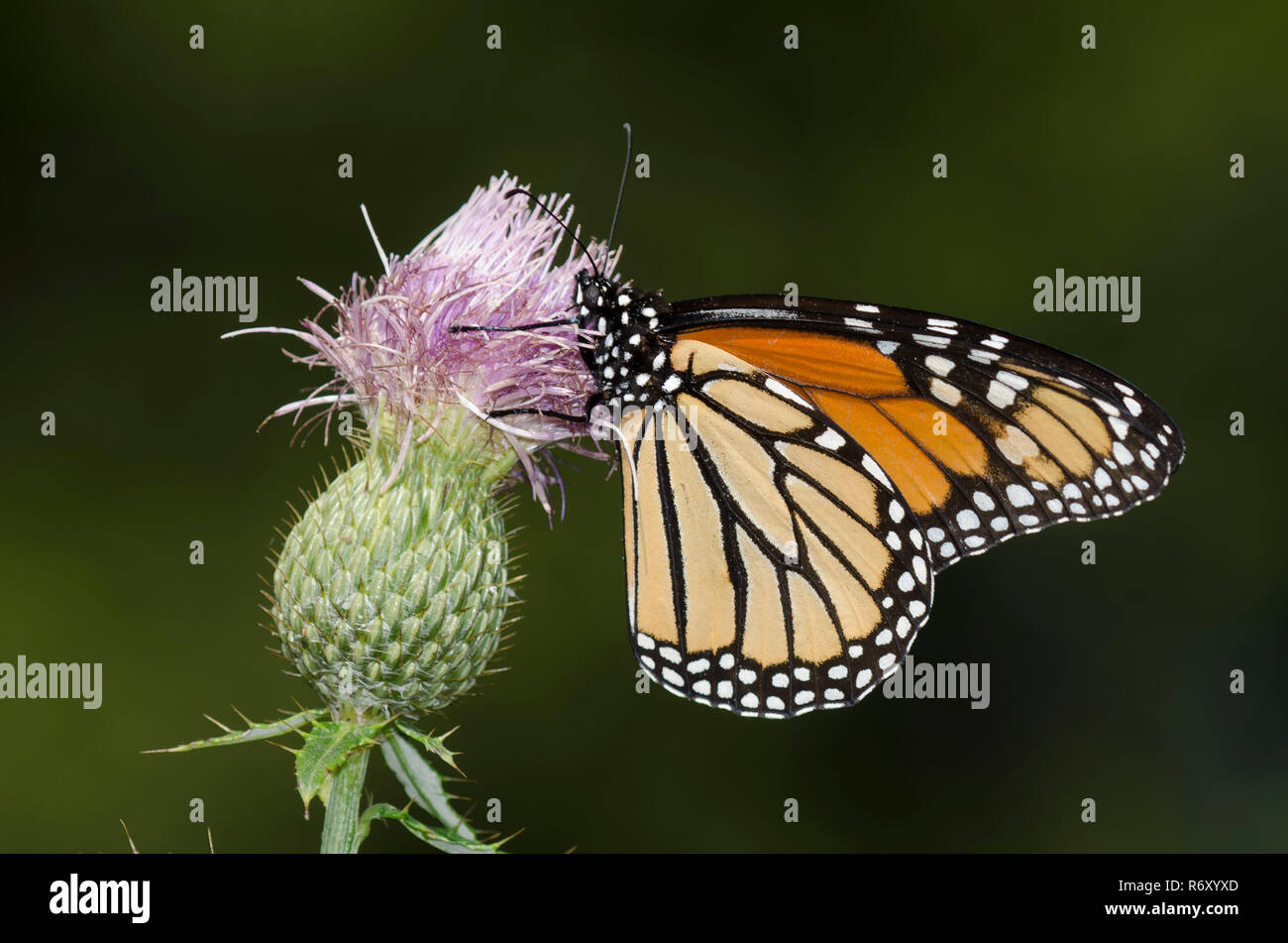 Monarque, Danaus plexippus, nectar de thistle, Cirsium sp. Banque D'Images