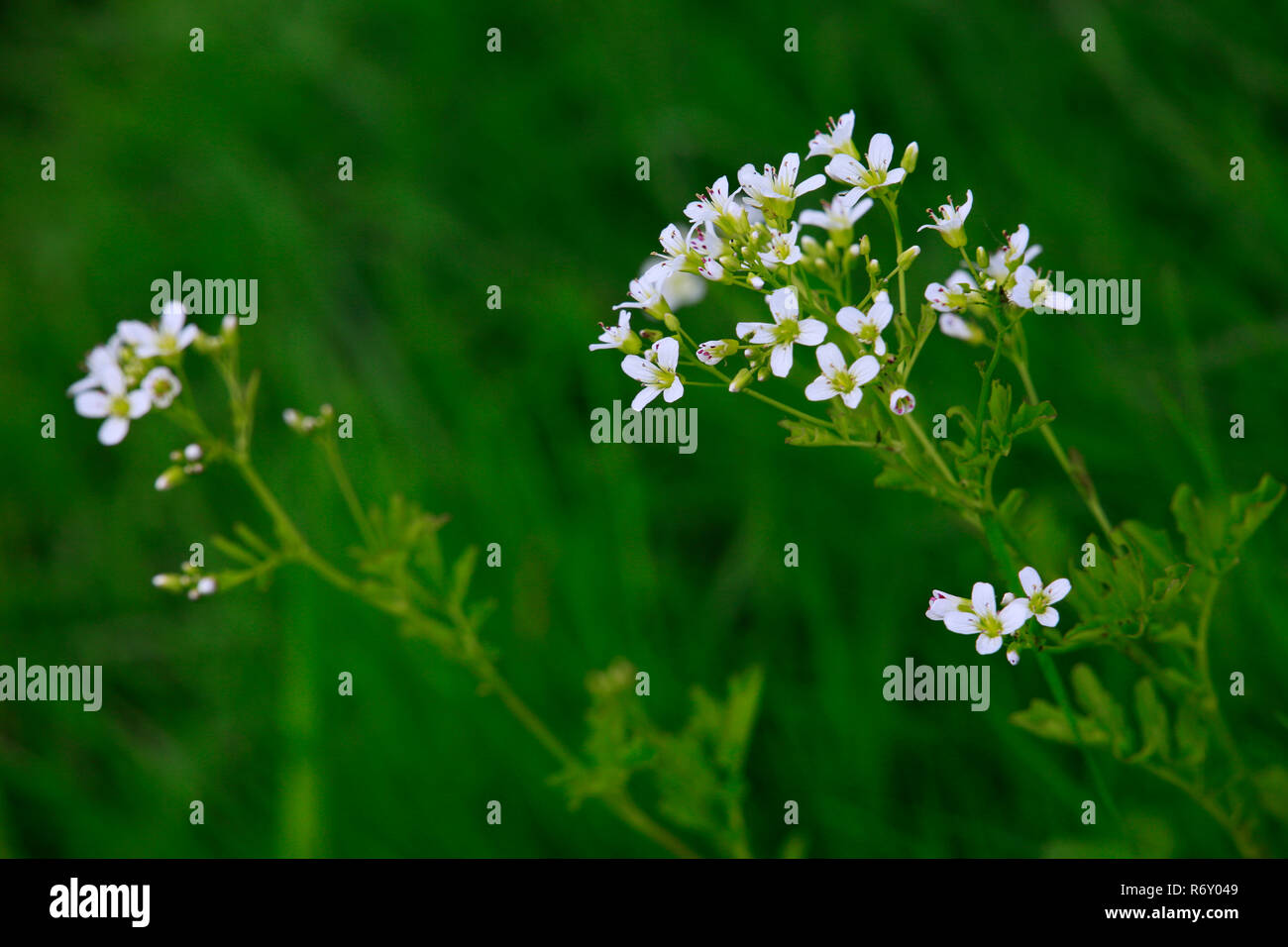 Les mauvaises herbes (cardamine amère écume amara) Banque D'Images