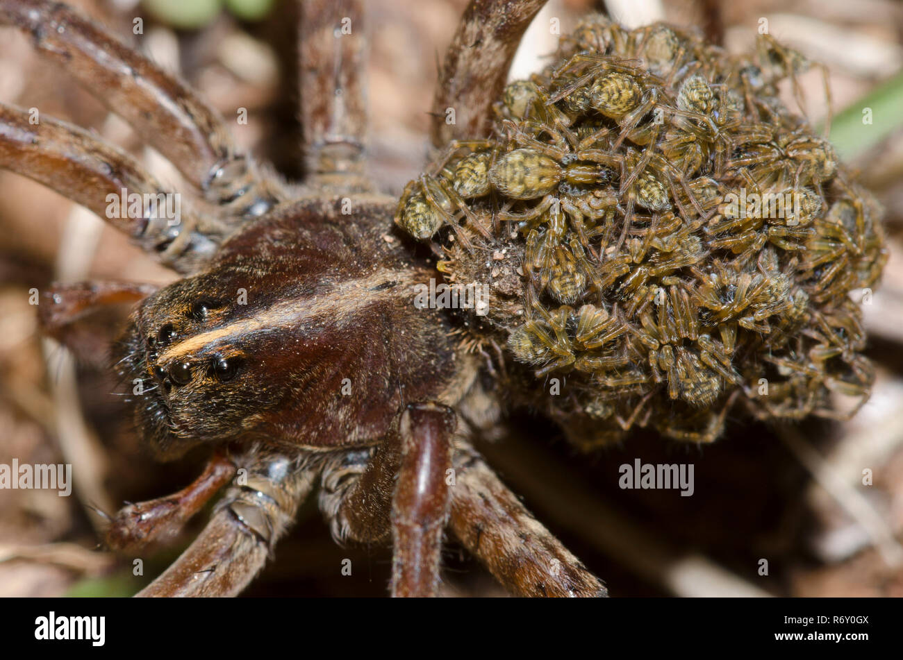 Wolf Spider, Tigrosa sp., femme avec des bébés Banque D'Images