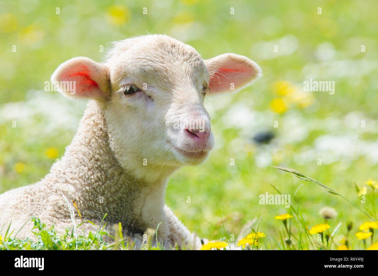 Cute little lamb looking at camera dans un pré Banque D'Images