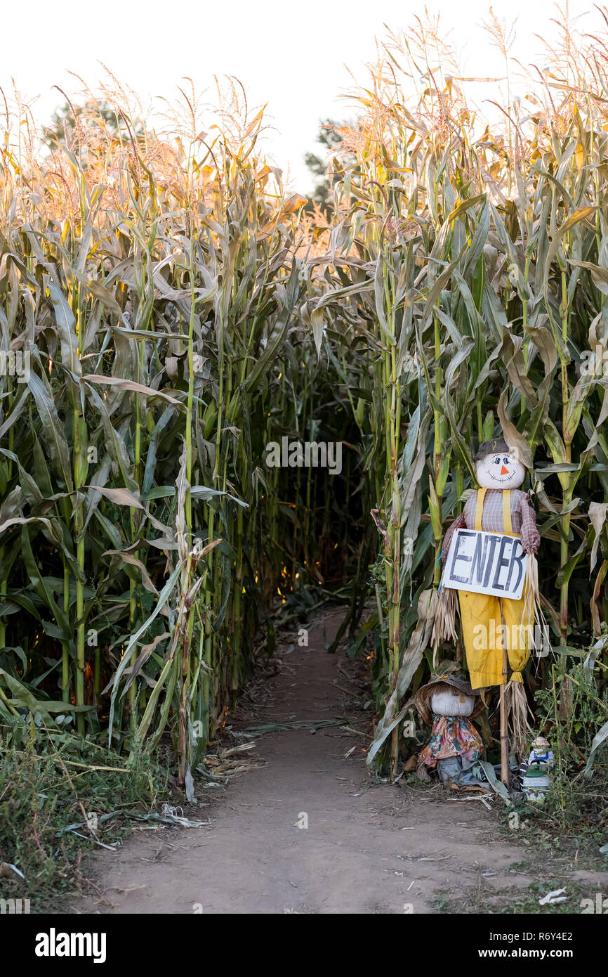 Labyrinthe de maïs par l'entrée de la ferme Detering Eugene Oregon Banque D'Images