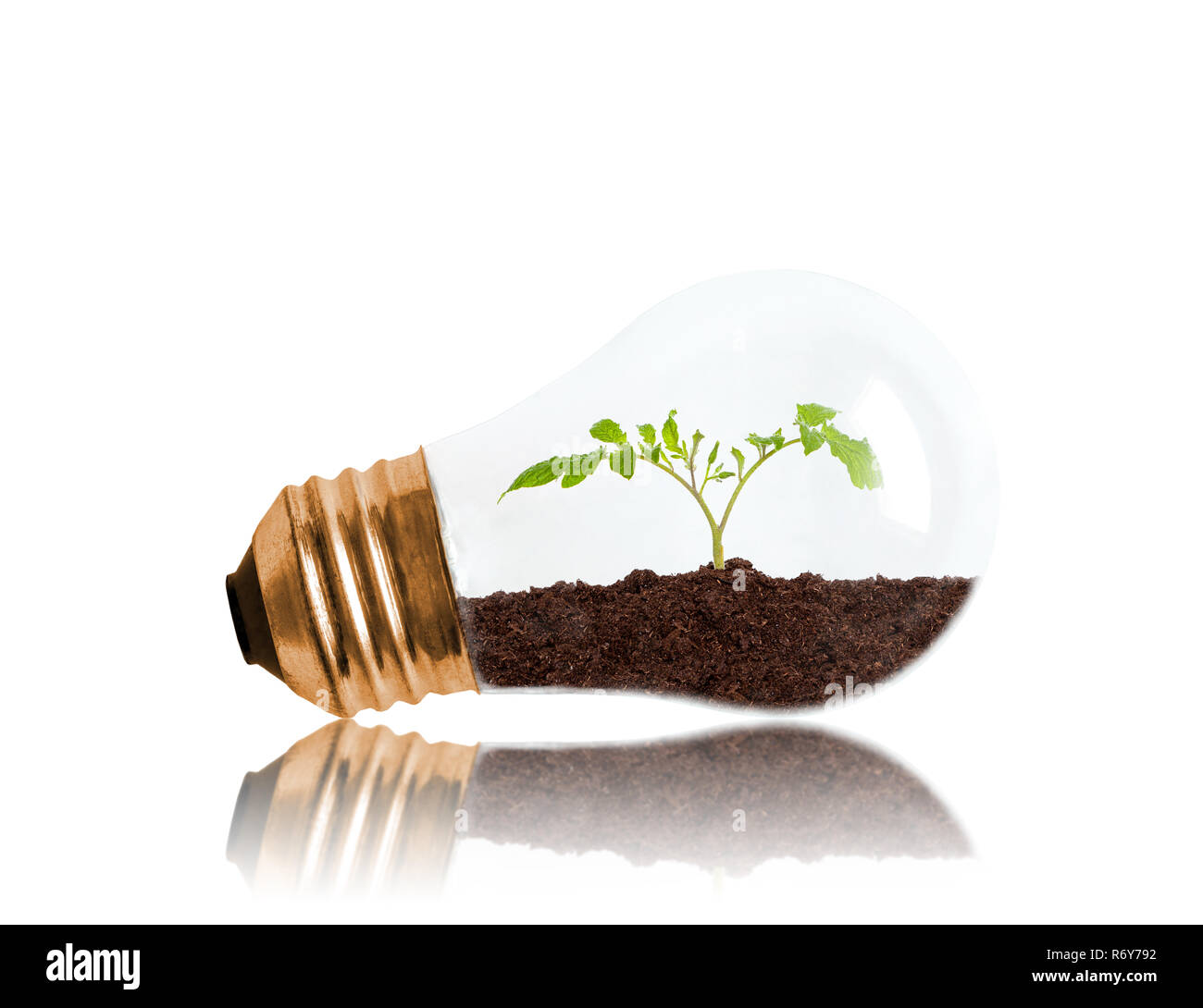 Jeunes plantules issues de sol inside Light bulb with copy space. Concept de nouvelle vie ou début, conservation de l'environnement, l'écologie ou vert m Banque D'Images