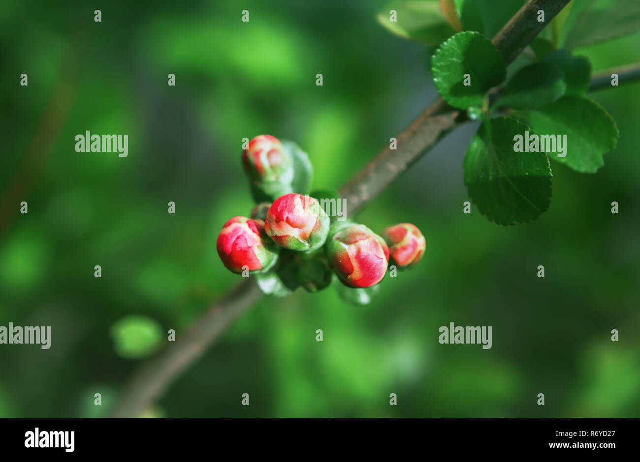 Bourgeons rouge de Apple Blossom closeup Banque D'Images