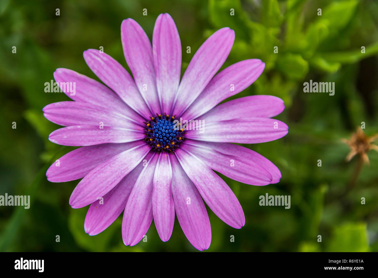 L'Ostéospermum daisy sur les rives du lac Llanquihue à Frutillar Banque D'Images L'Ostéospermum daisy sur les rives du lac Llanquihue à Frutillar Banque D'Images