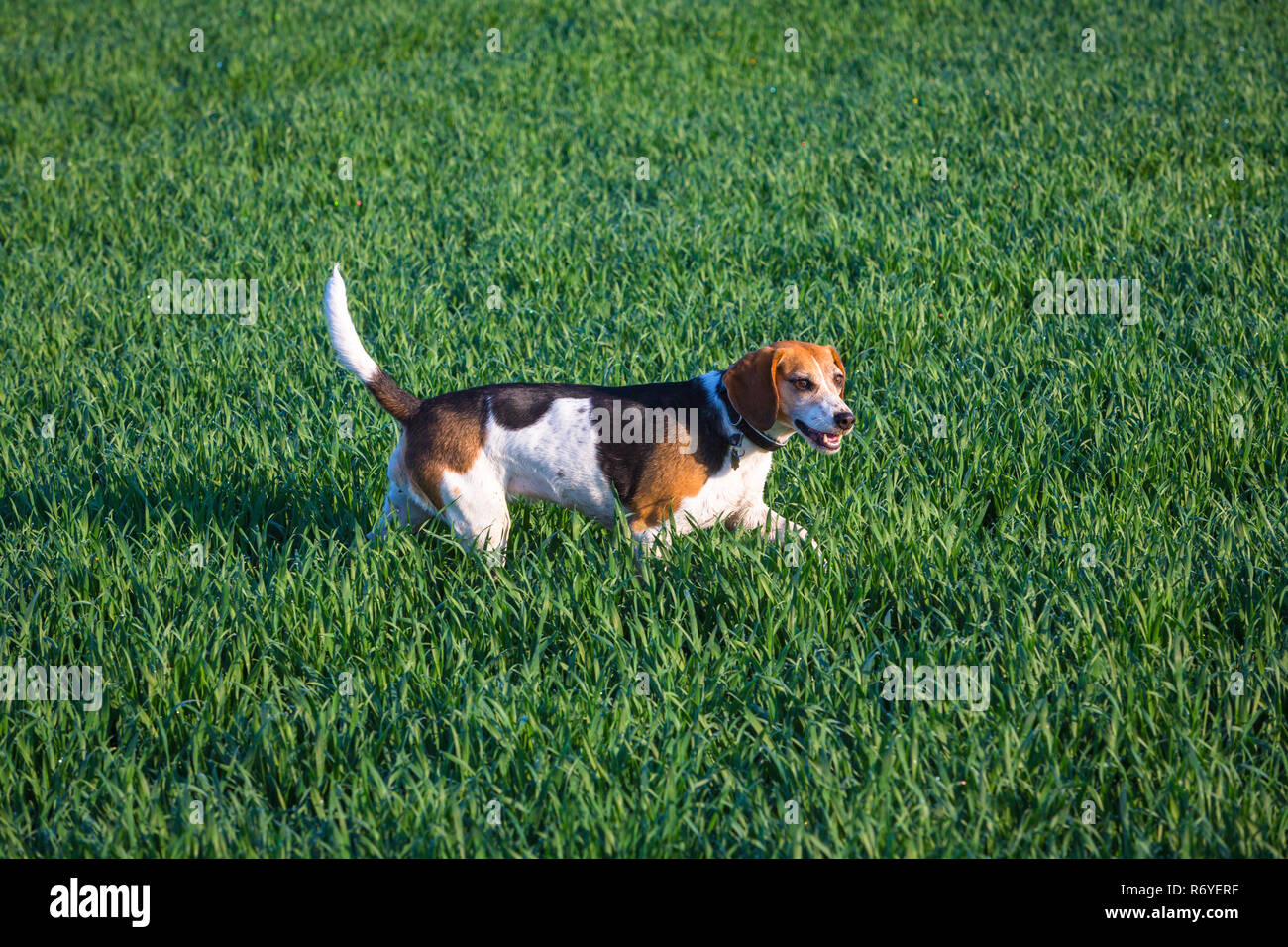 Beagel Meutehund¤Lévis uft durch ein Feld Banque D'Images