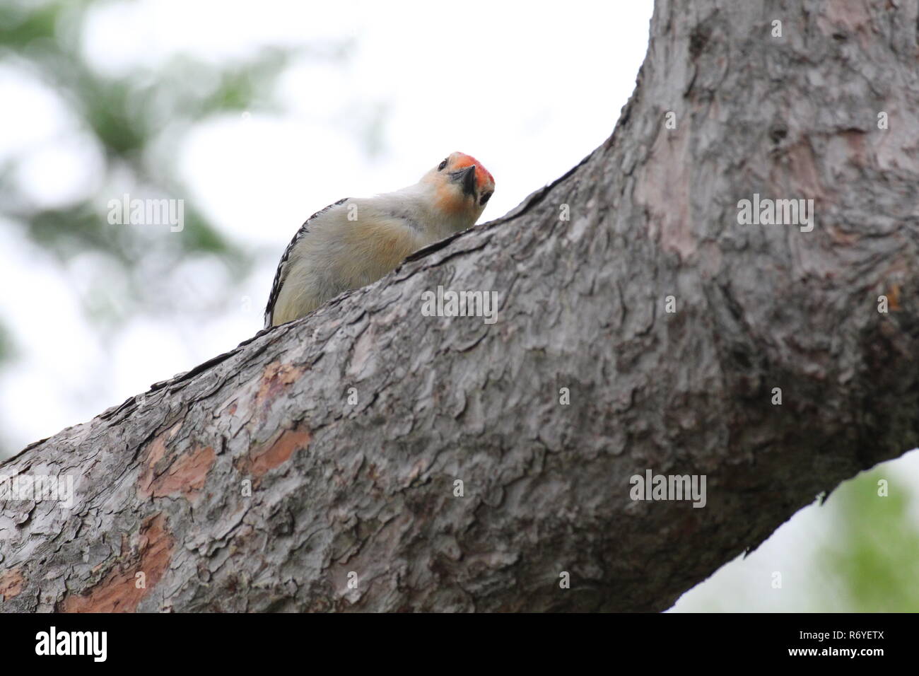 Se cacher Comme un oiseau sur un arbre Banque D'Images