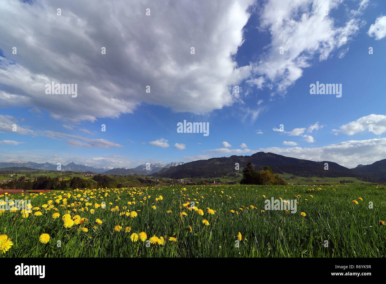 Fleur de pissenlit au printemps en face de l'allgÃ¤u alpes en Bavière Banque D'Images