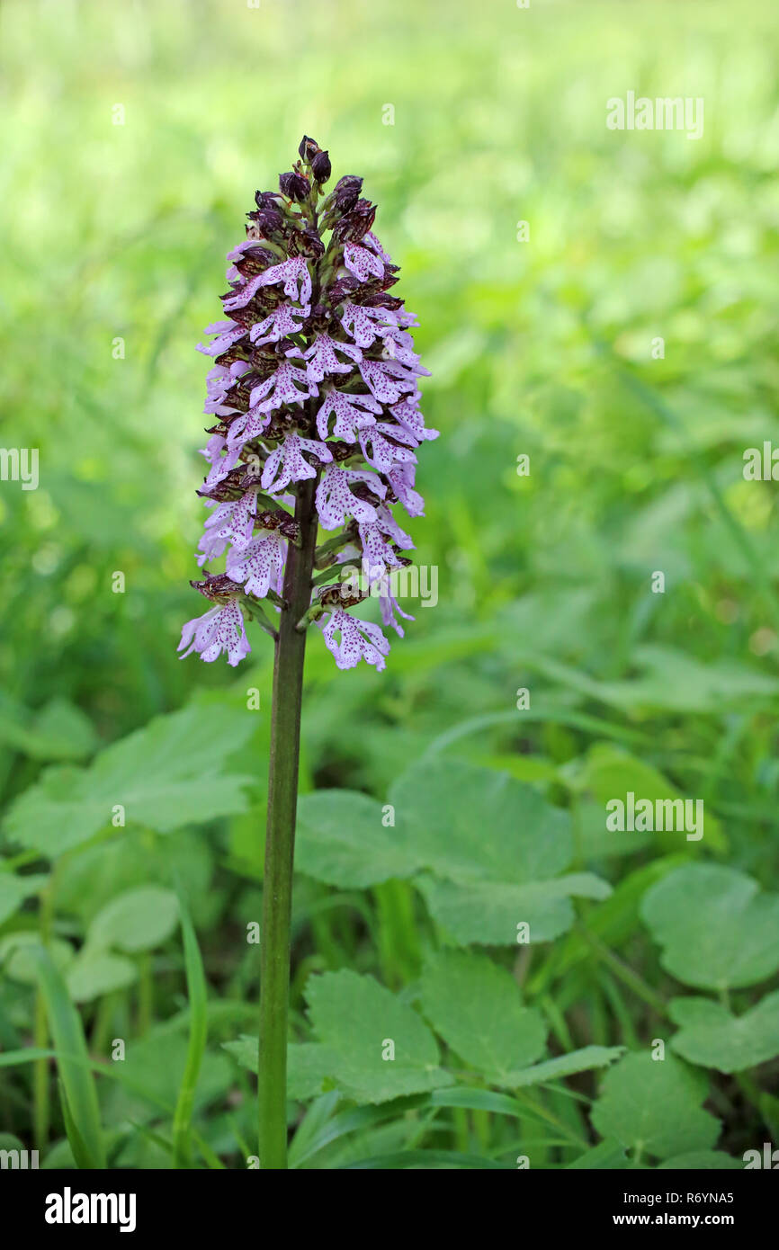 Blooming purple orchid orchis purpurea du liliental près de Madrid dans le Kaiserstuhl Banque D'Images Blooming purple orchid orchis purpurea du liliental près de Madrid dans le Kaiserstuhl Banque D'Images