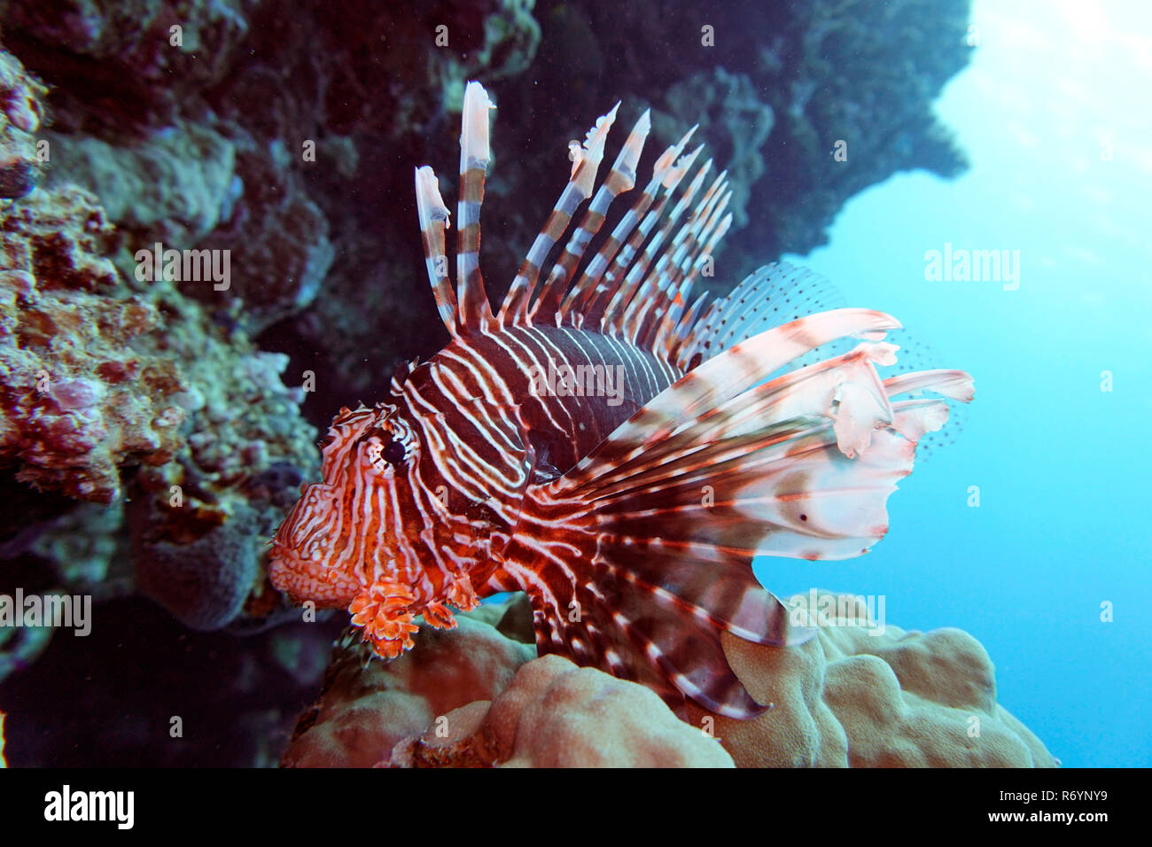 Poisson-papillon indien (pterois miles) Banque D'Images