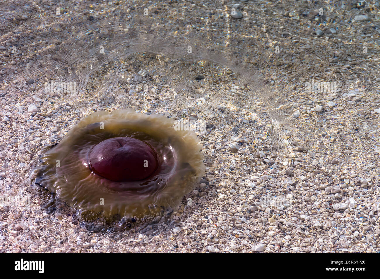 Cotylorhiza tuberculata - grande méduses dans la mer Adriatique, Tucepi, Makarska Riviera, Dalmatie, Croatie Banque D'Images