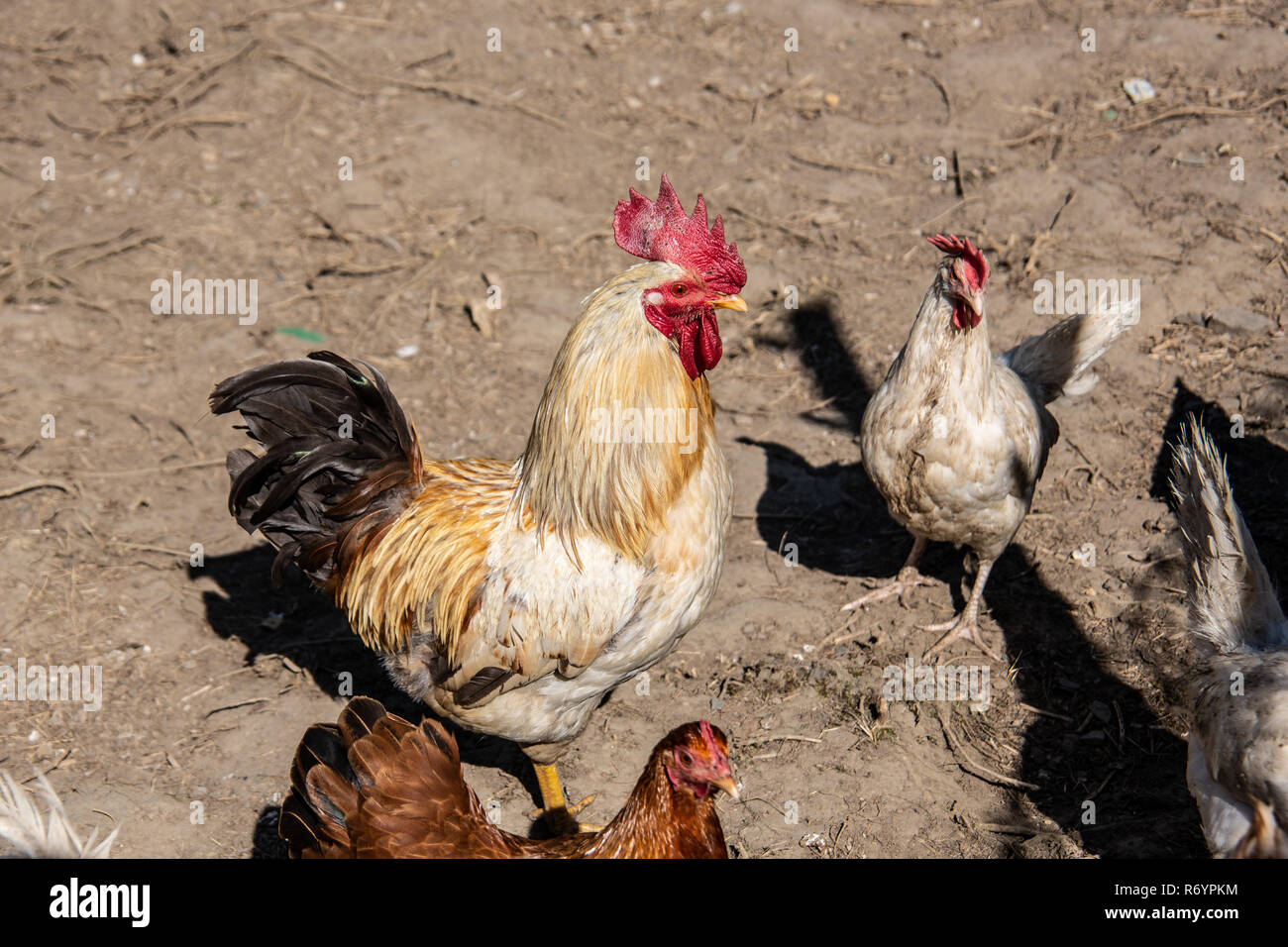 Les poulets sont dans le domaine de priorité Banque D'Images