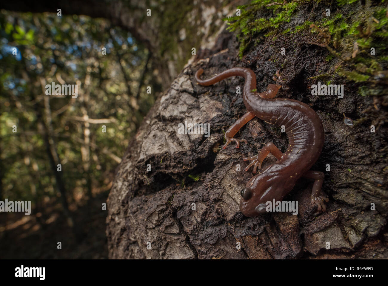 Une salamandre arboricole (Aneides lugubris) escalade un arbre dans le parc régional de Tilden dans la East Bay area. Banque D'Images