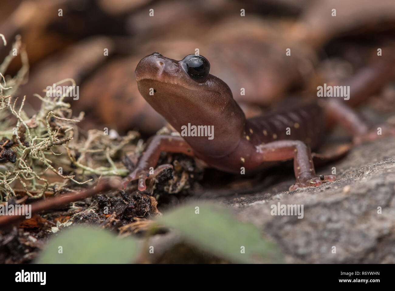 Un gros plan du visage d'une salamandre arboricole (Aneides lugubris) une espèces de salamandres sans poumons de l'ouest de la Californie. Banque D'Images