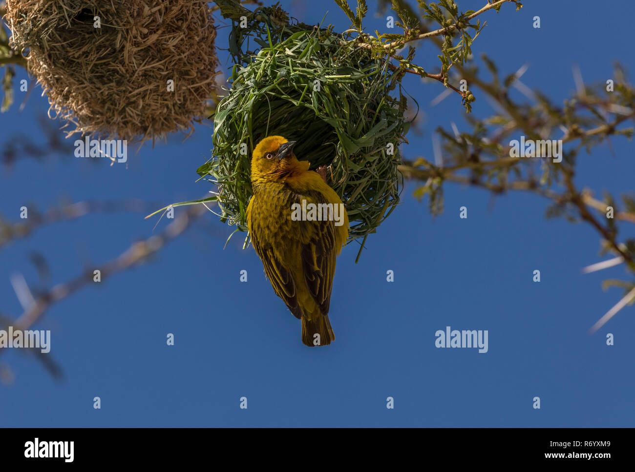 Homme Cape Weaver Ploceus capensis, à son nid dans un arbre de la fièvre, Acacia xanthophloea Cederberg, montagne, Afrique du Sud. Banque D'Images