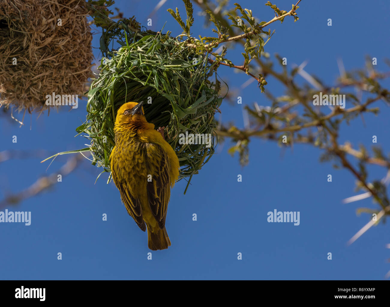 Homme Cape Weaver Ploceus capensis, à son nid dans un arbre de la fièvre, Acacia xanthophloea Cederberg, montagne, Afrique du Sud. Banque D'Images