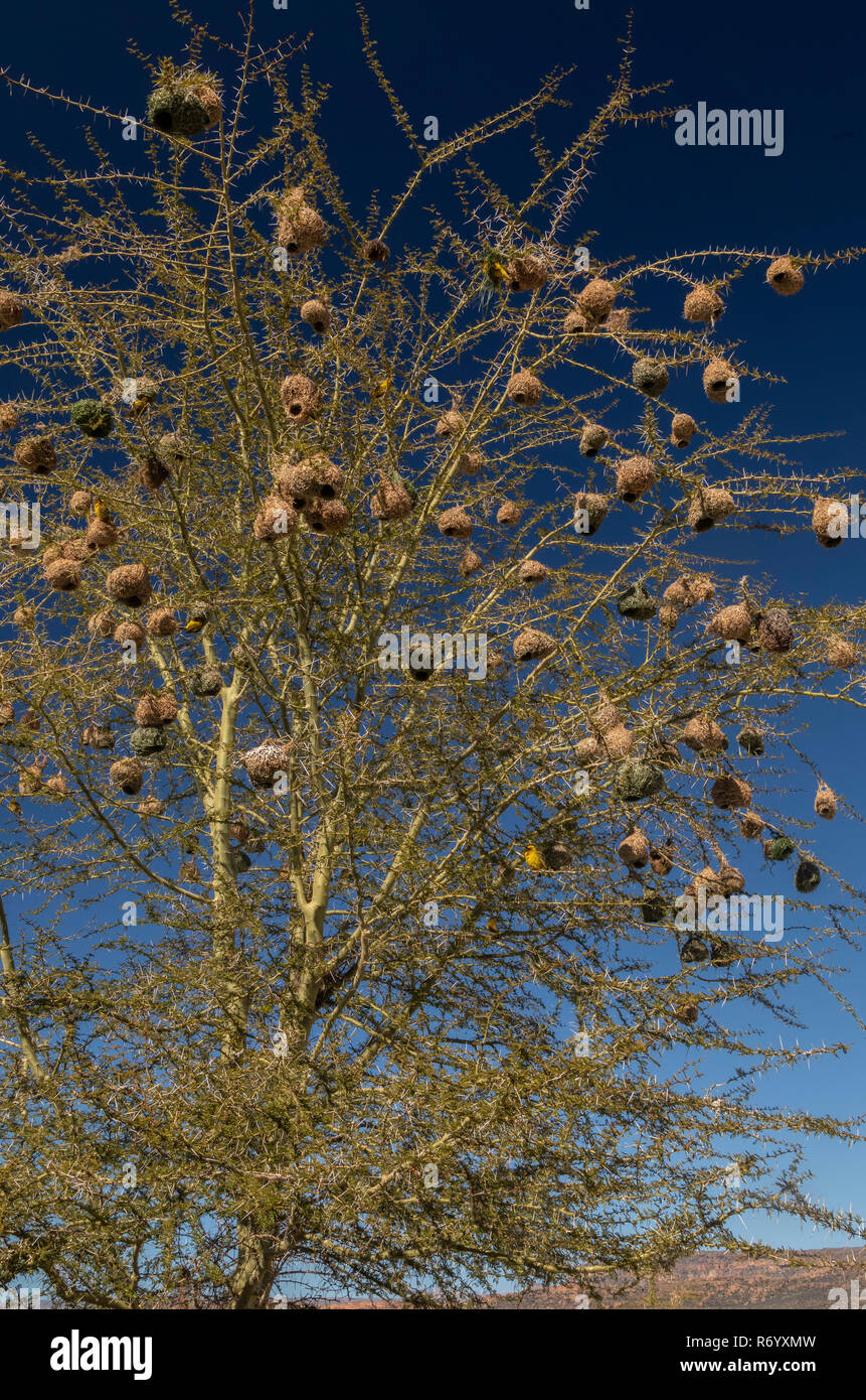 Cape Weaver Ploceus capensis, niche dans Fever Tree, Acacia xanthophloea Cederberg, montagne, Afrique du Sud. Banque D'Images