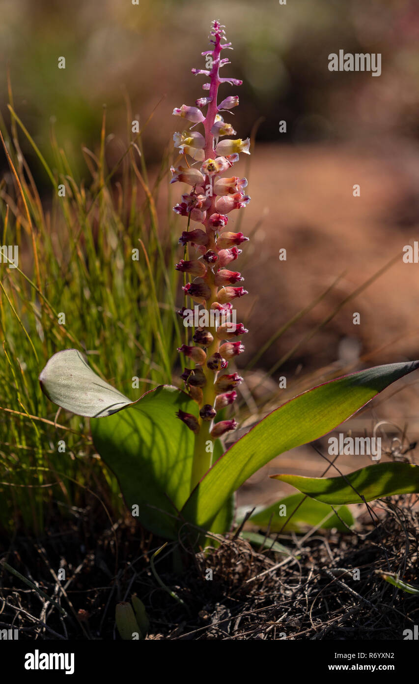 Un bulbe à floraison printanière, Lachenalia obscura, dans les montagnes de Cederberg, Afrique du Sud. Banque D'Images