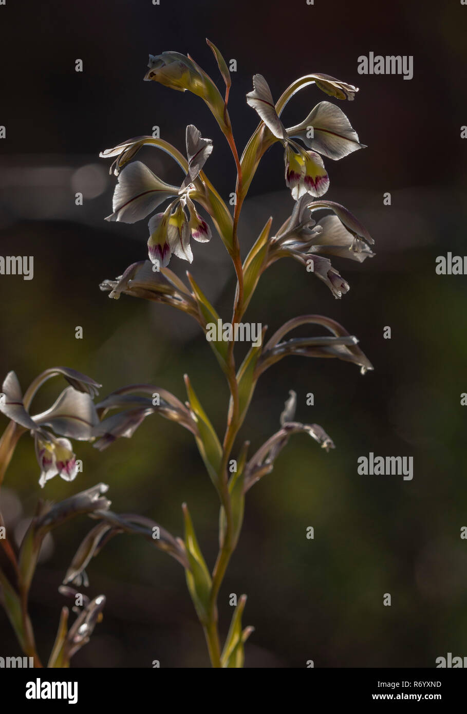 Orchidée fleur Glaieul, glaïeul, orchidiflorus en fleur dans les montagnes du Drakensberg, Afrique du Sud. Banque D'Images